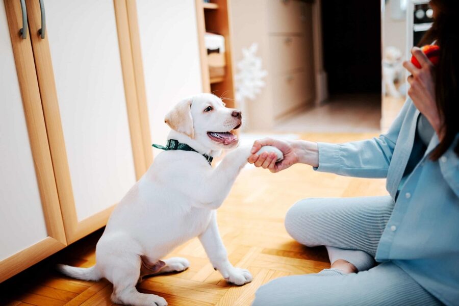 cucciolo di cane bianco