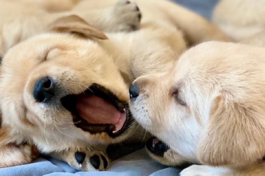 cagnolini provano a dormire