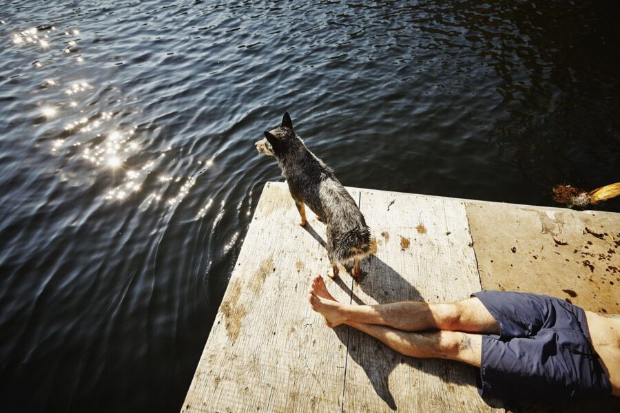 cucciolo del cane in vacanza