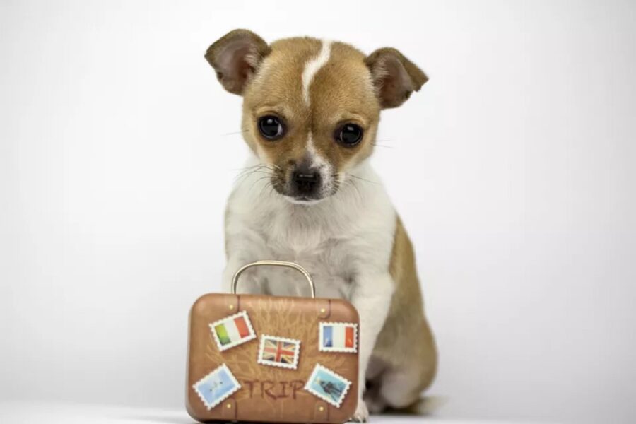 cagnolino su sfondo grigio