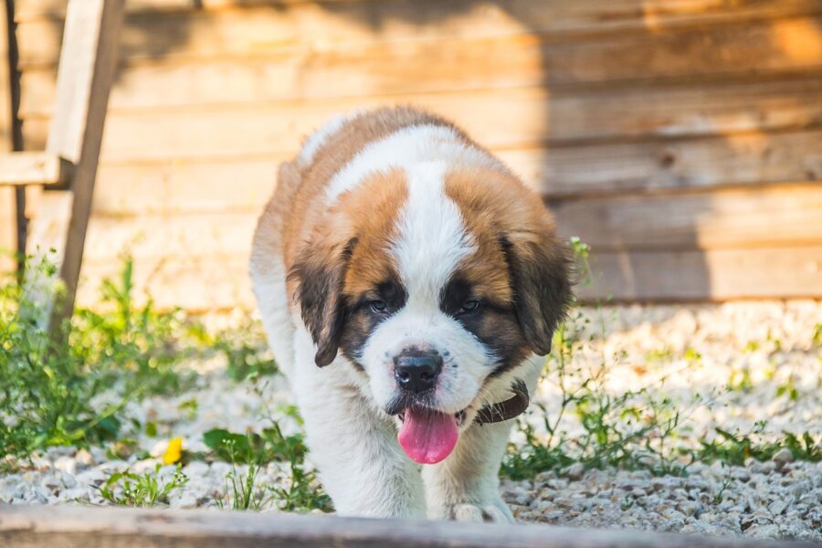 cucciolo di san bernardo assetato