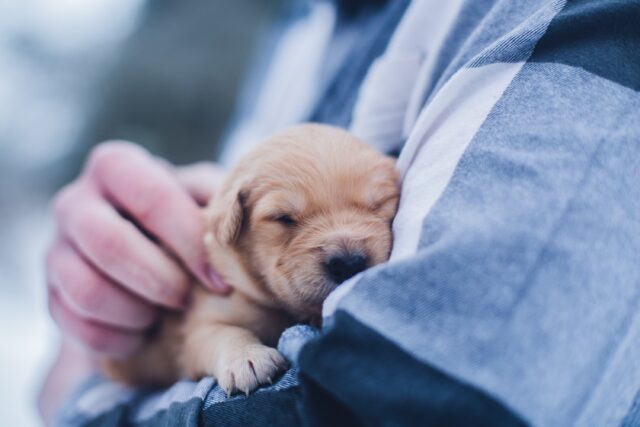 10 cose da fare se il cucciolo di cane soffre in vacanza