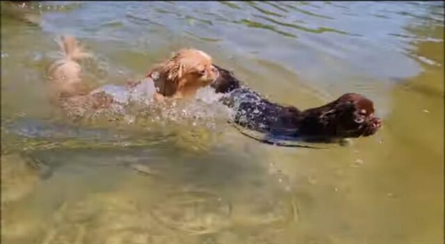 Tre cuccioli di Chihuahua nuotano per la prima volta (VIDEO)
