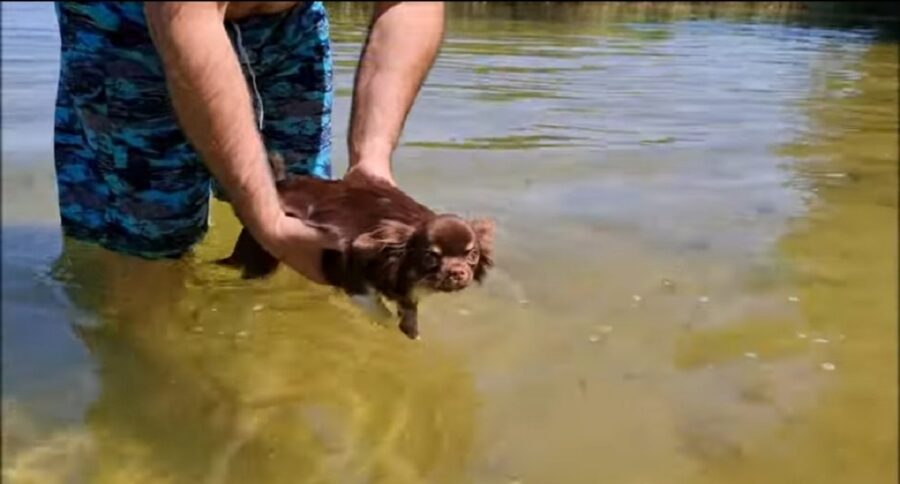 primo bagno per i tre cuccioli