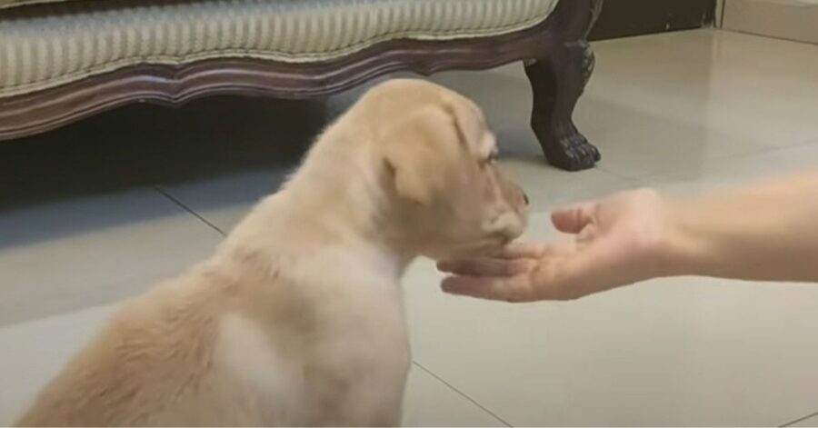 cagnolino mangia un premio