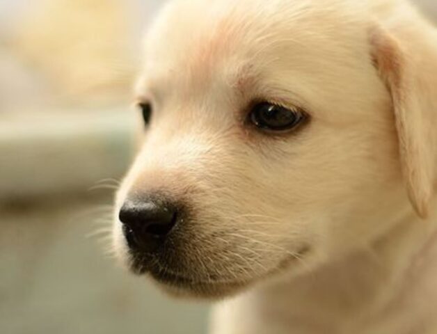 Il cucciolo di Labrador Milo si diverte a mostrare i trucchetti imparati (video)