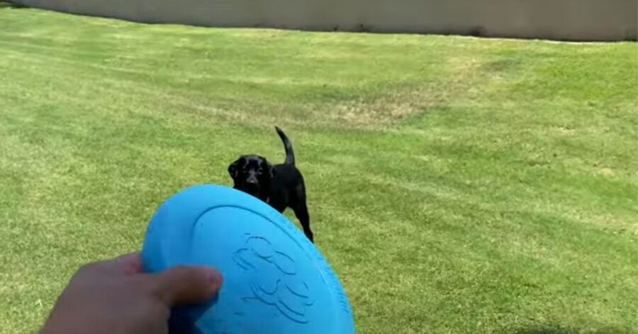 cagnolino che gioca con il frisbee