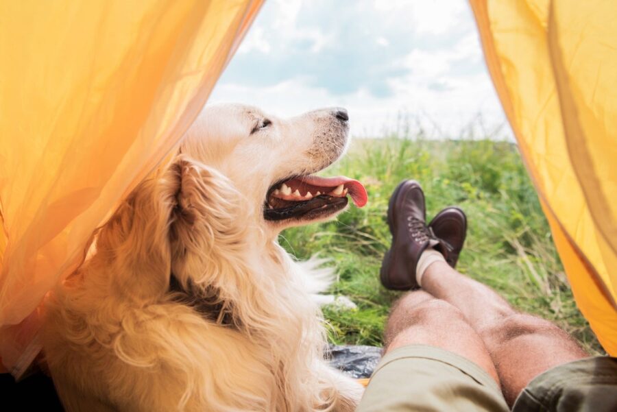 cucciolo di cane sdraiato nella tenda con il padrone