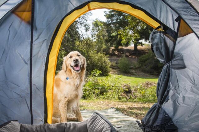 cucciolo di cane felice in campeggio
