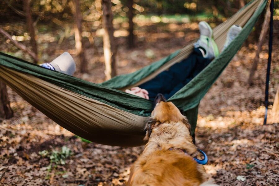 cucciolo disturba un campeggiatore che dorme