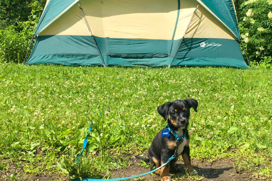 cucciolo di cane di fronte alla tenda