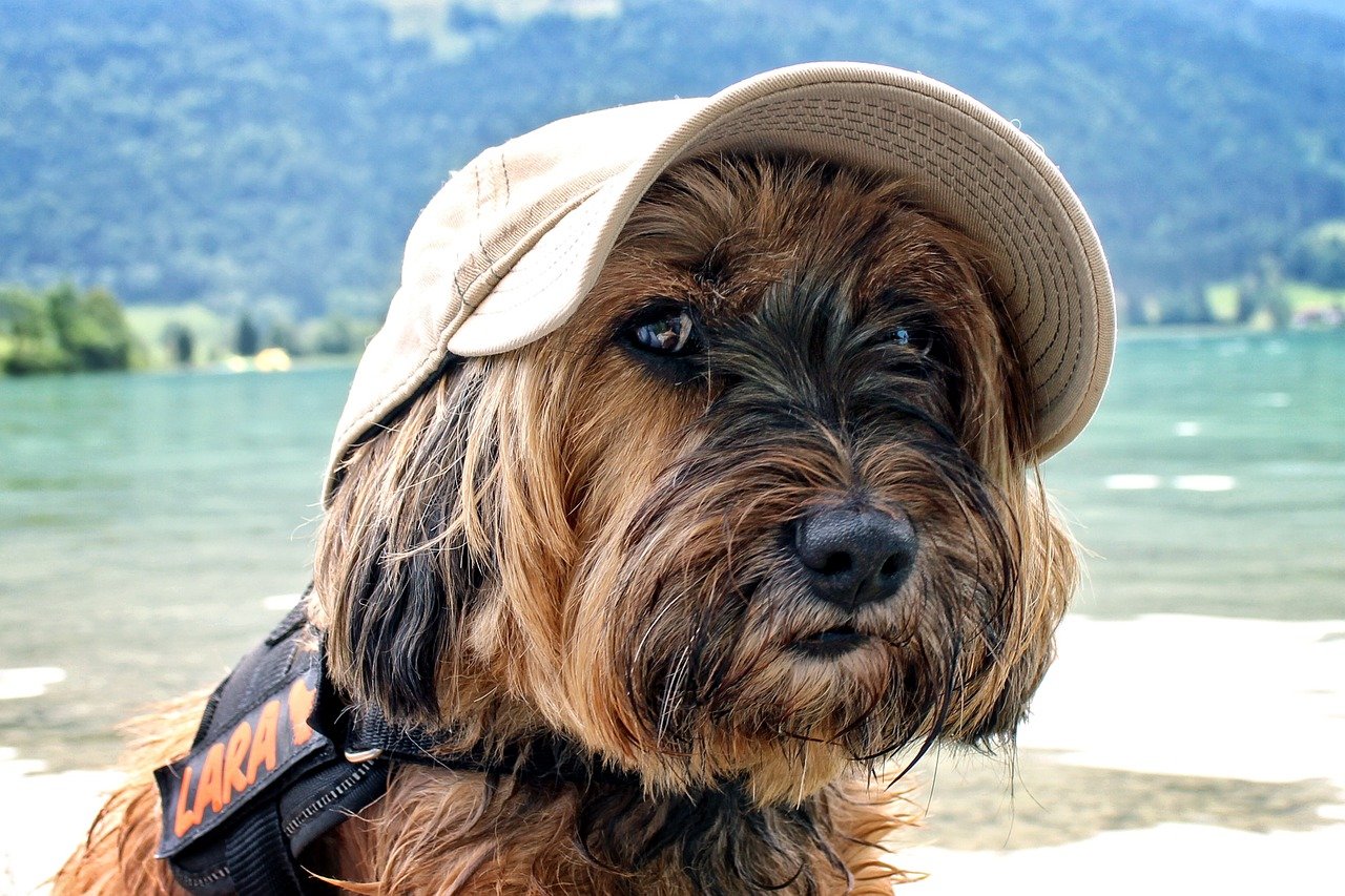 cane con cappello