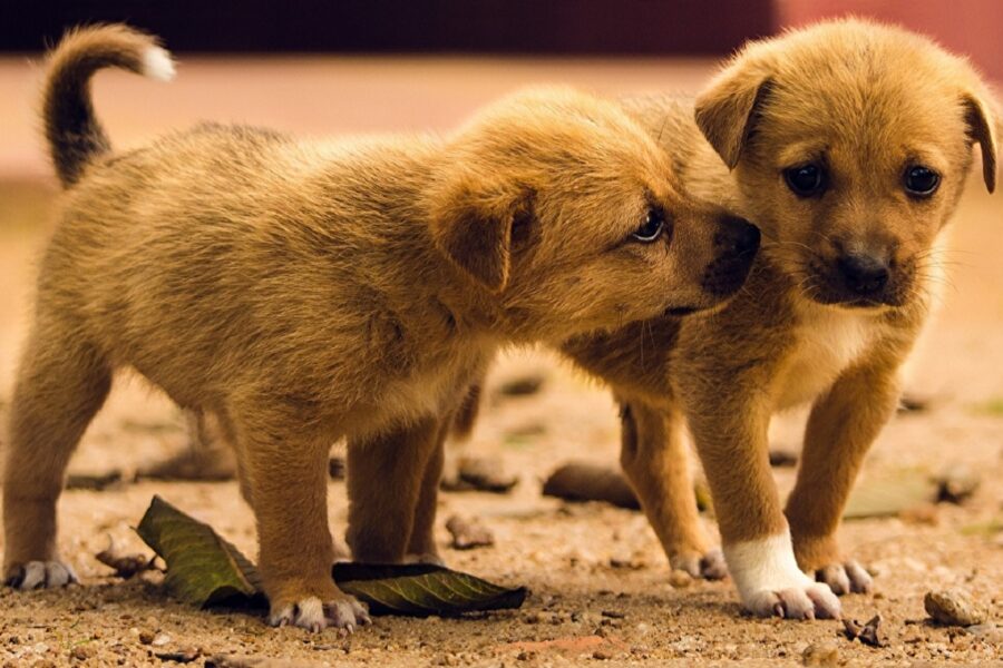 cucciolo di cane annusa il suo fratellino