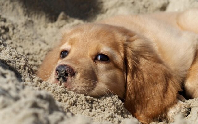 cucciolo di golden retriever sulla sabbia