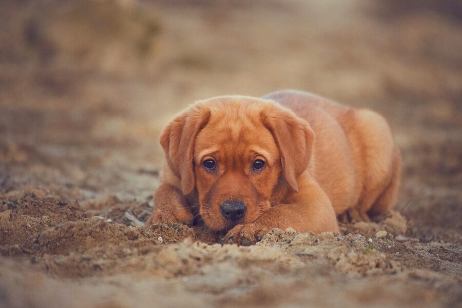 cucciolo di labrador in spiaggia