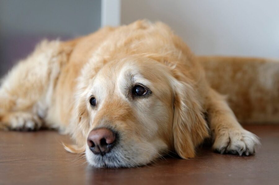 cucciolo di Labrador triste