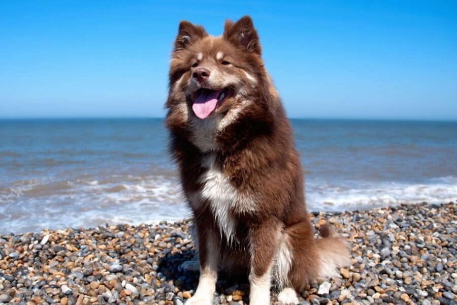 cucciolo di cane felice al mare