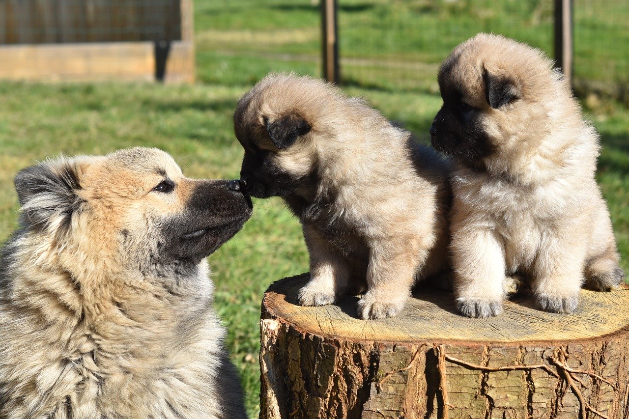 cagnolini con mamma