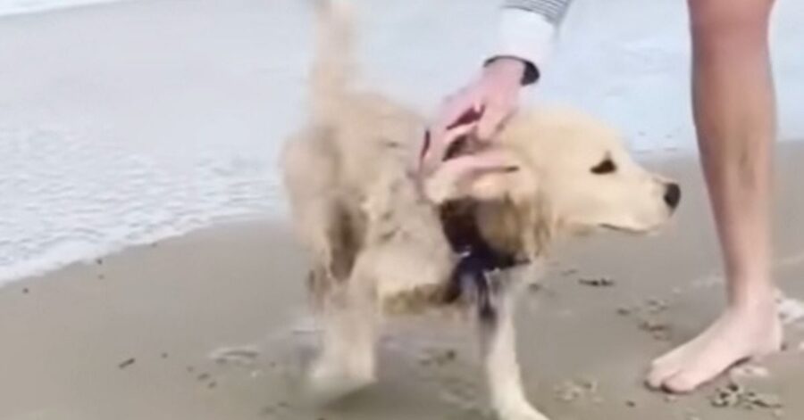 cagnolino sulla spiaggia