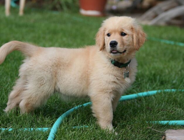 Il cucciolo di Golden Retriever scopre il mare per la prima volta (video)