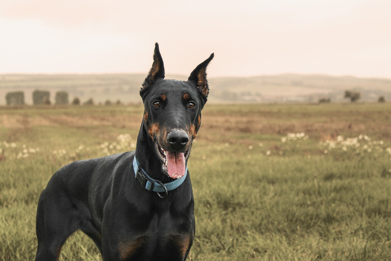 dobermann in mezzo all'erba