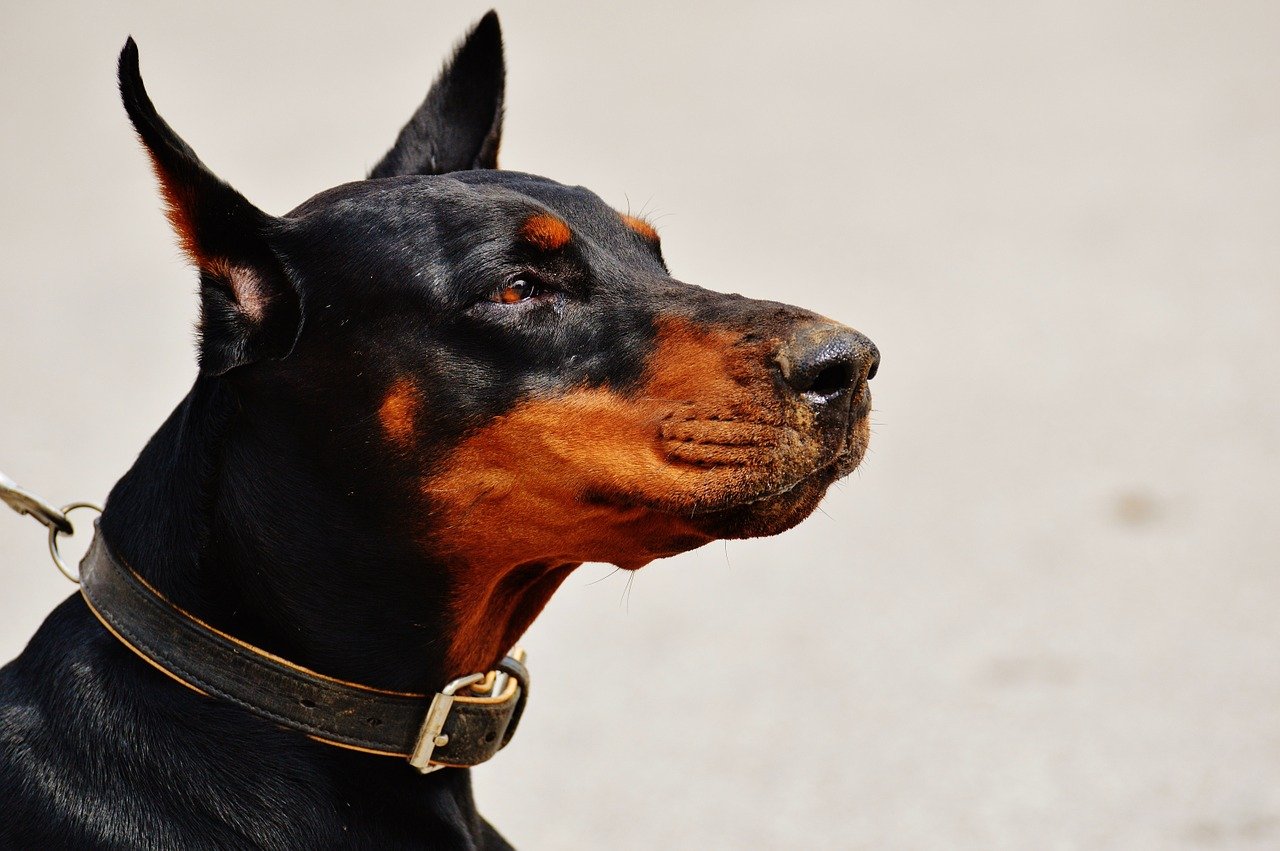 cane dal muso molto lungo