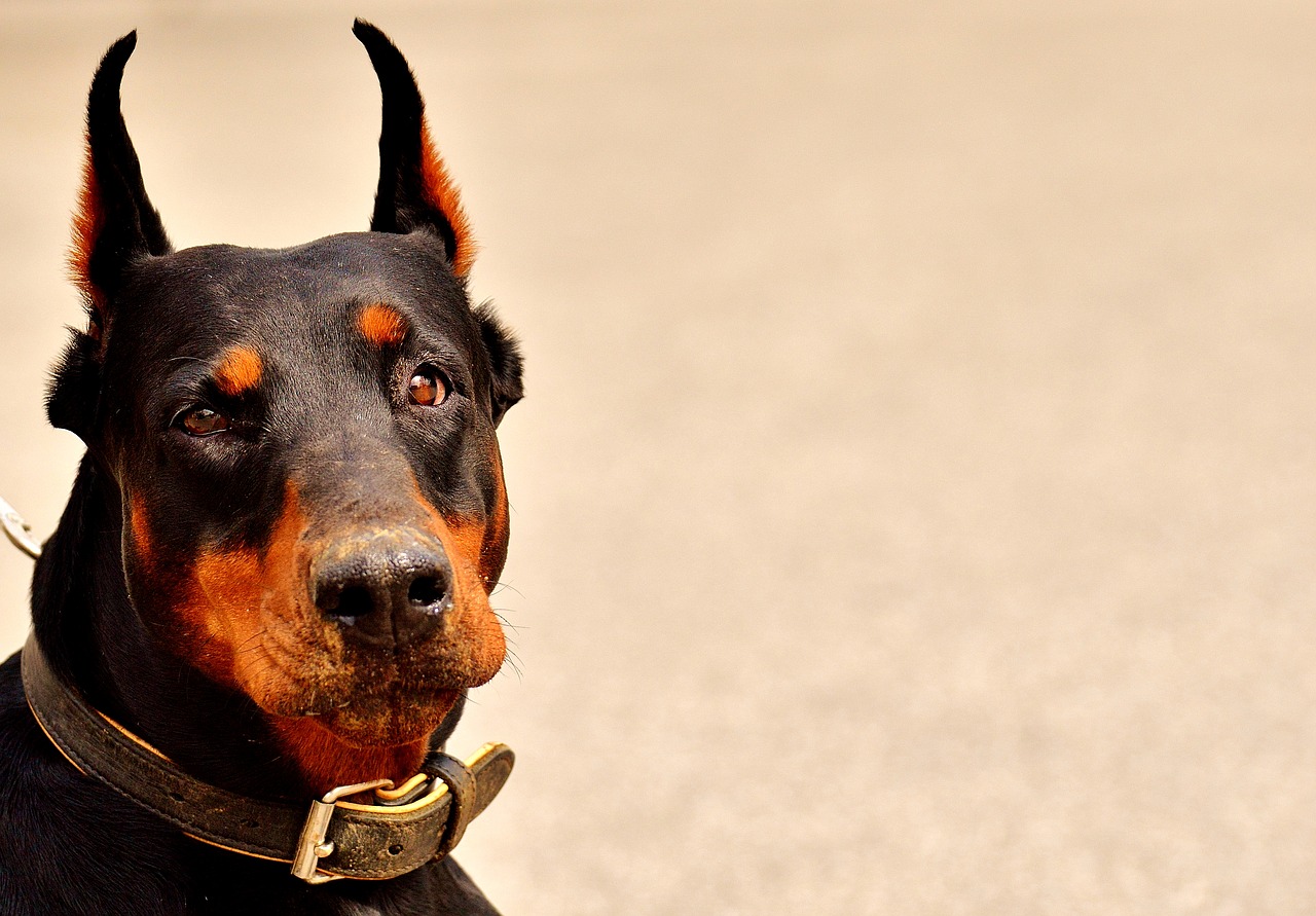 dobermann sguardo dolce