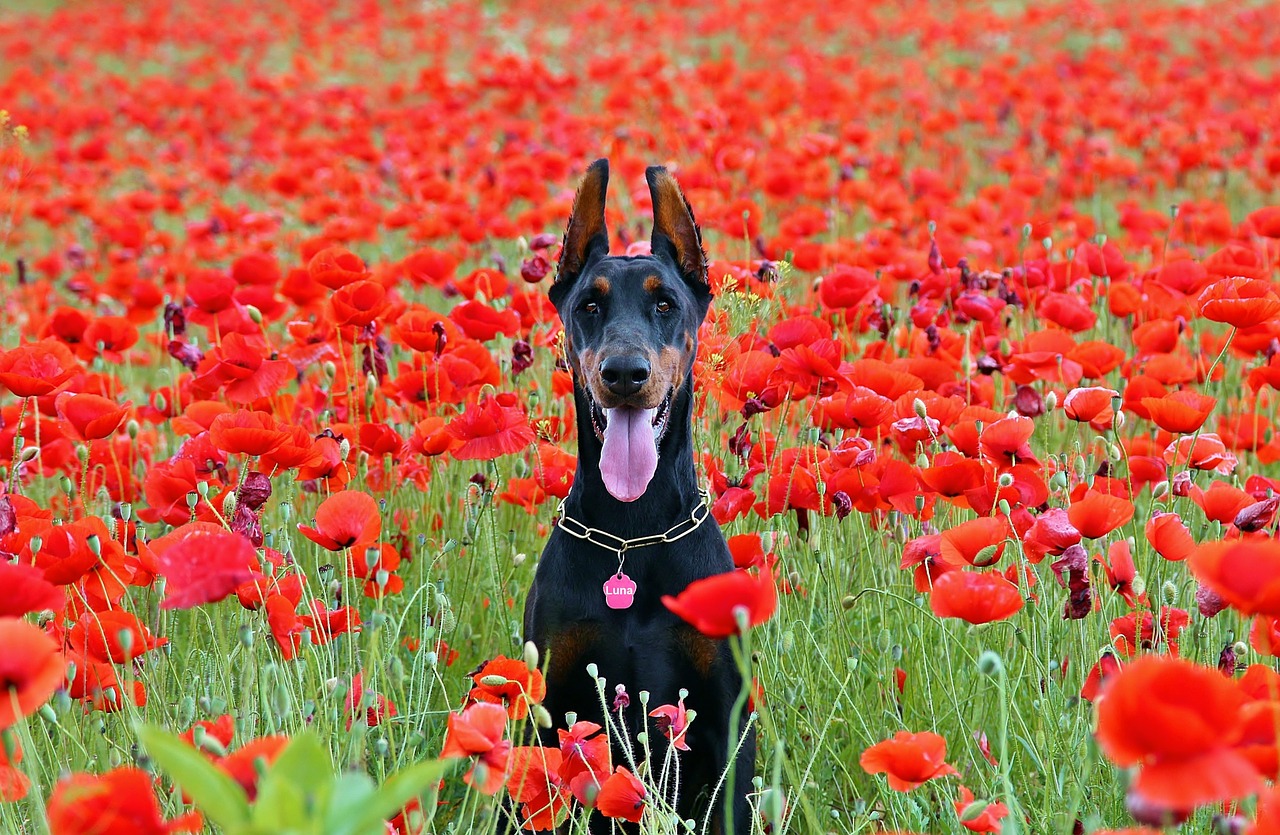 dobermann in mezzo al prato