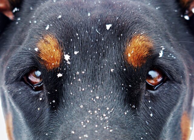 Dobermann: carattere, a chi è adatto, cure e cosa sapere su questa razza