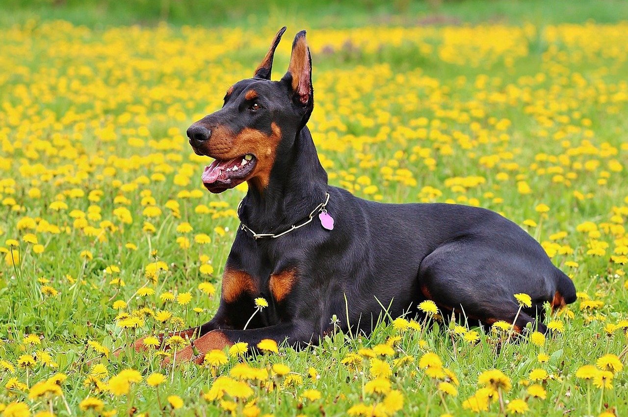 dobermann sul prato di fiori