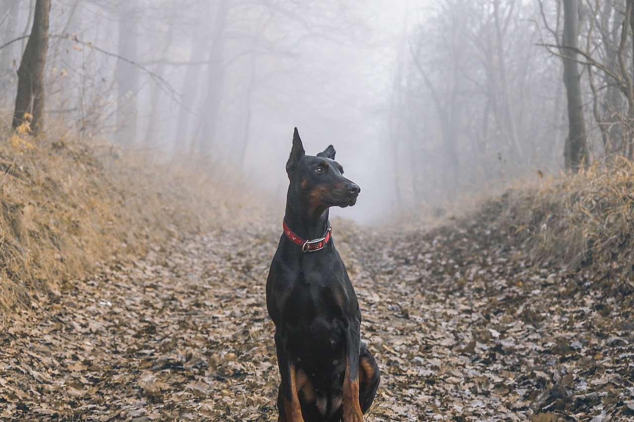 dobermann elegante nel bosco