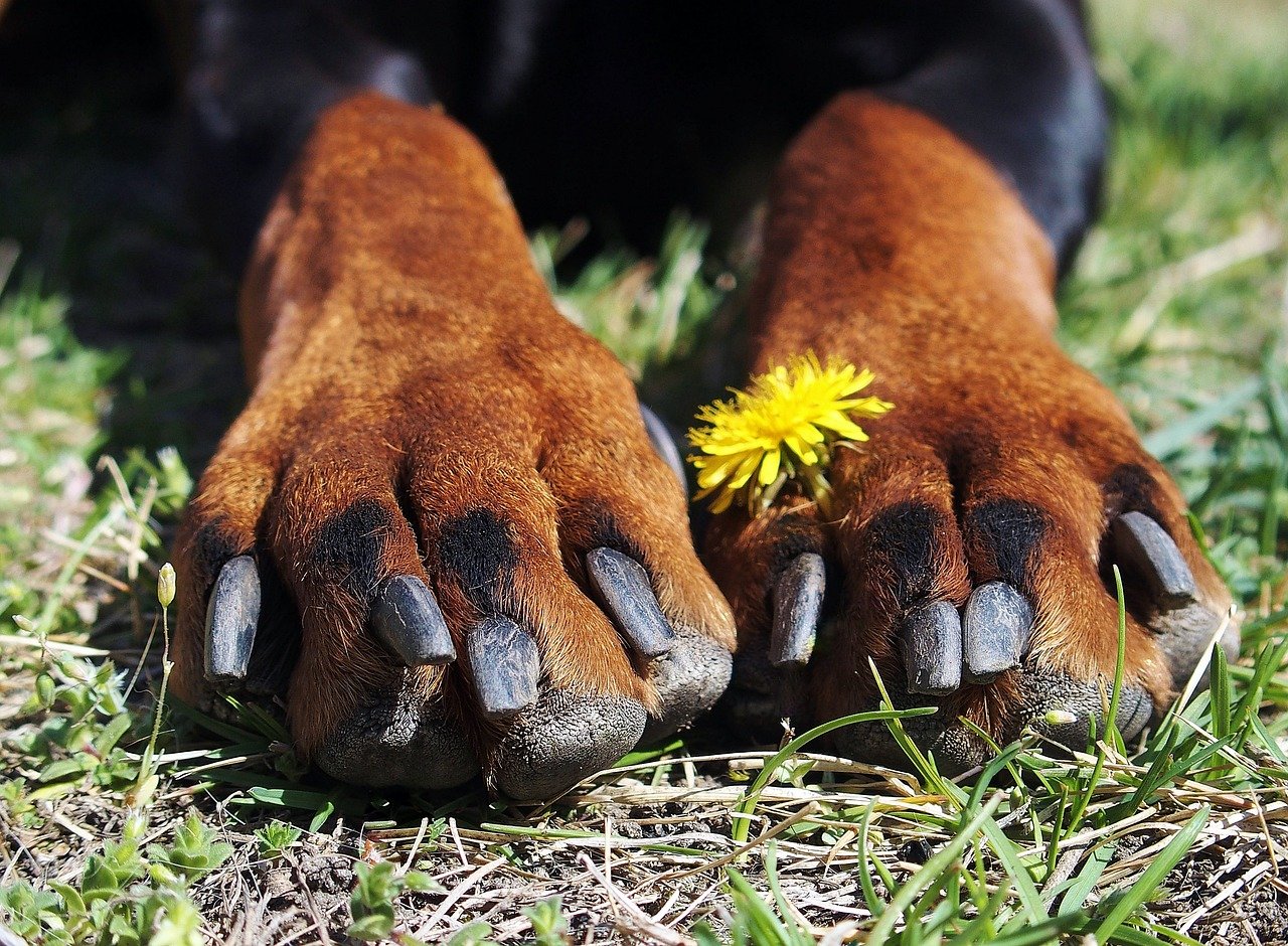 zampe cagnolone