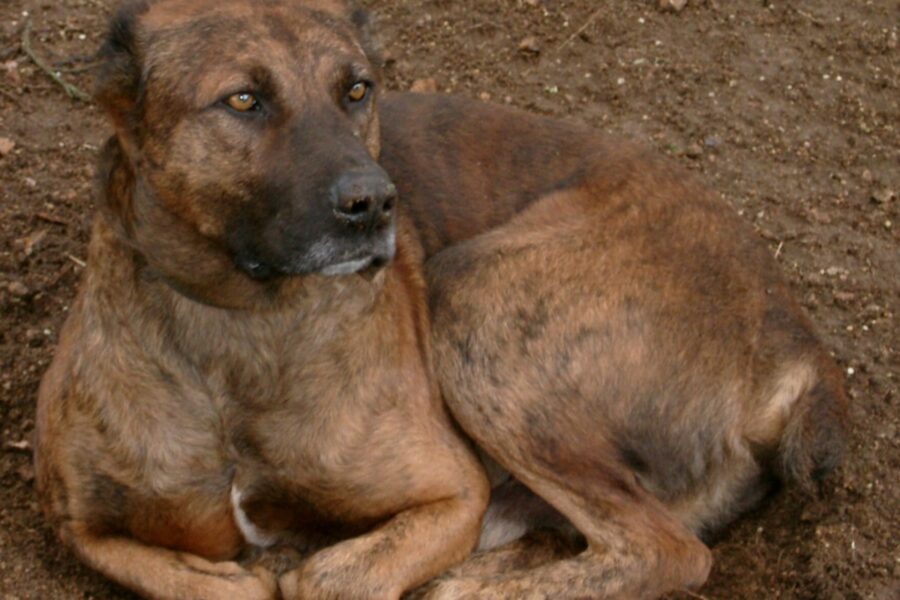 cane dogo sardo accucciato