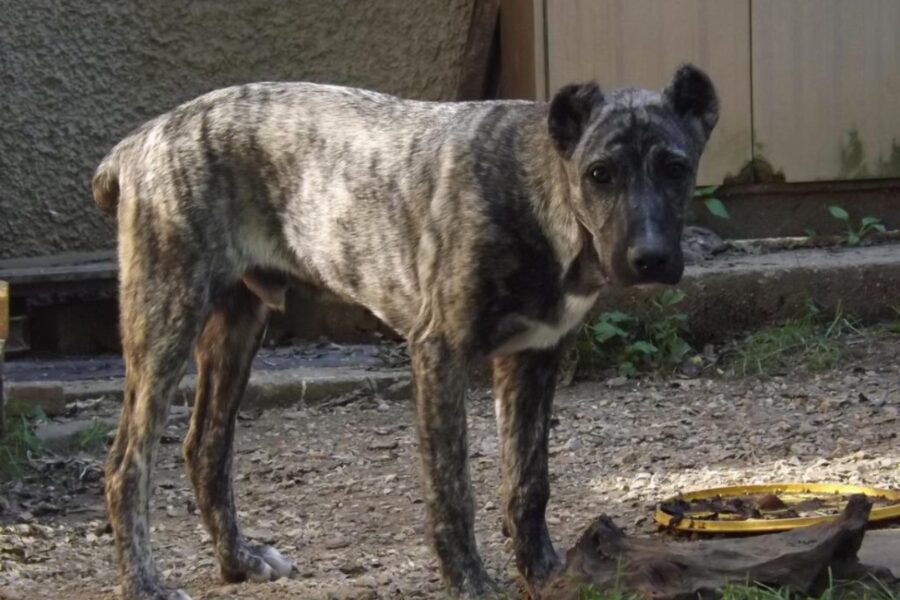 cane di grossa taglia