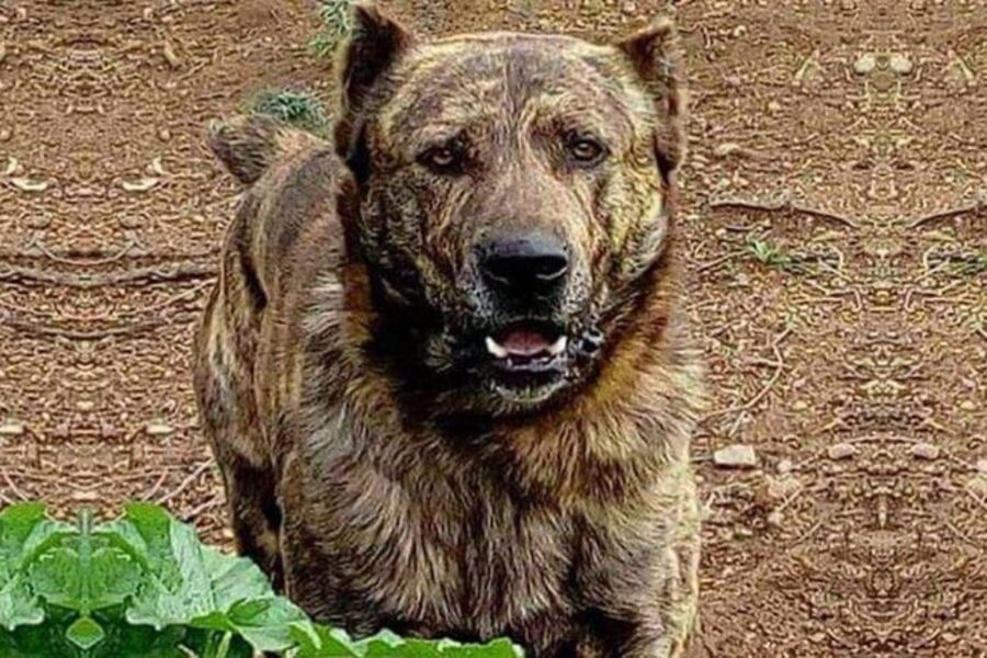 cane nel bosco