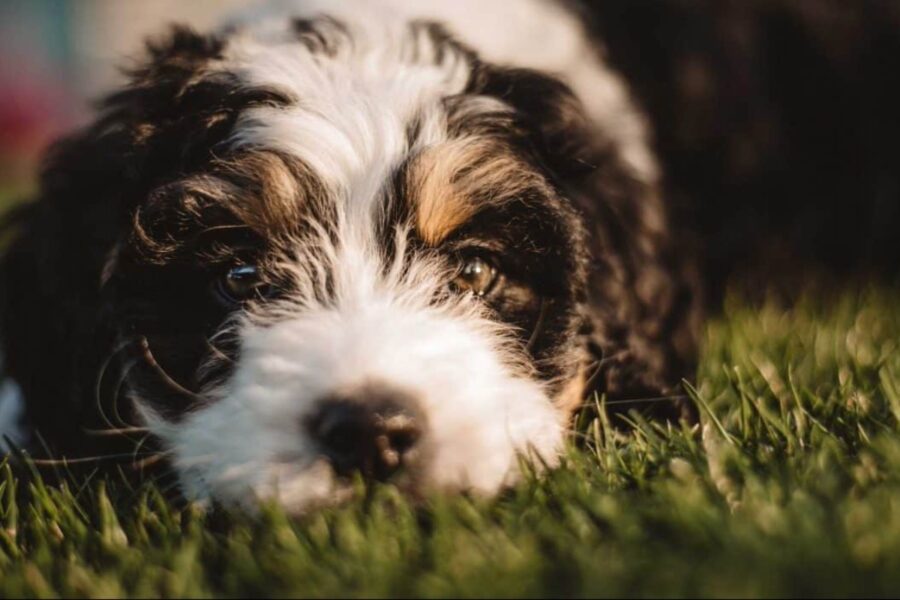 cane bianco e nero