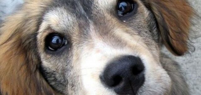 Cucciolo di cane ferito gravemente in un terreno: la storia