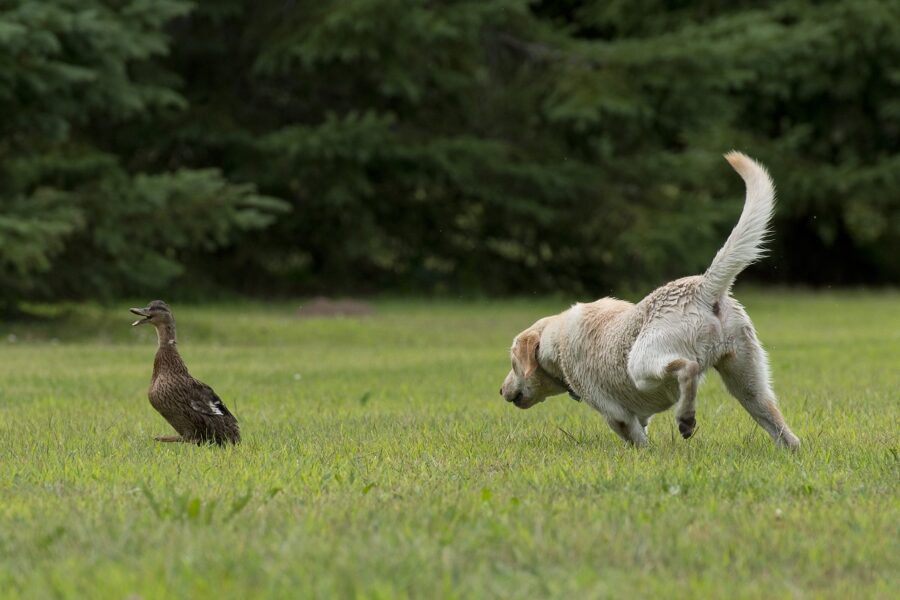 cagnolino bianco corre su un prato