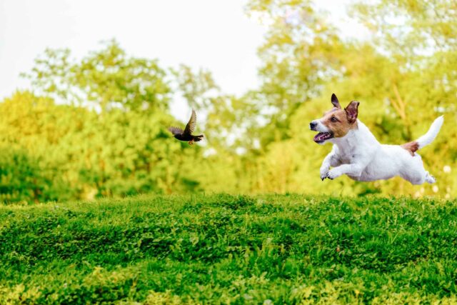 Come evitare che il cucciolo di cane insegua gli uccelli?