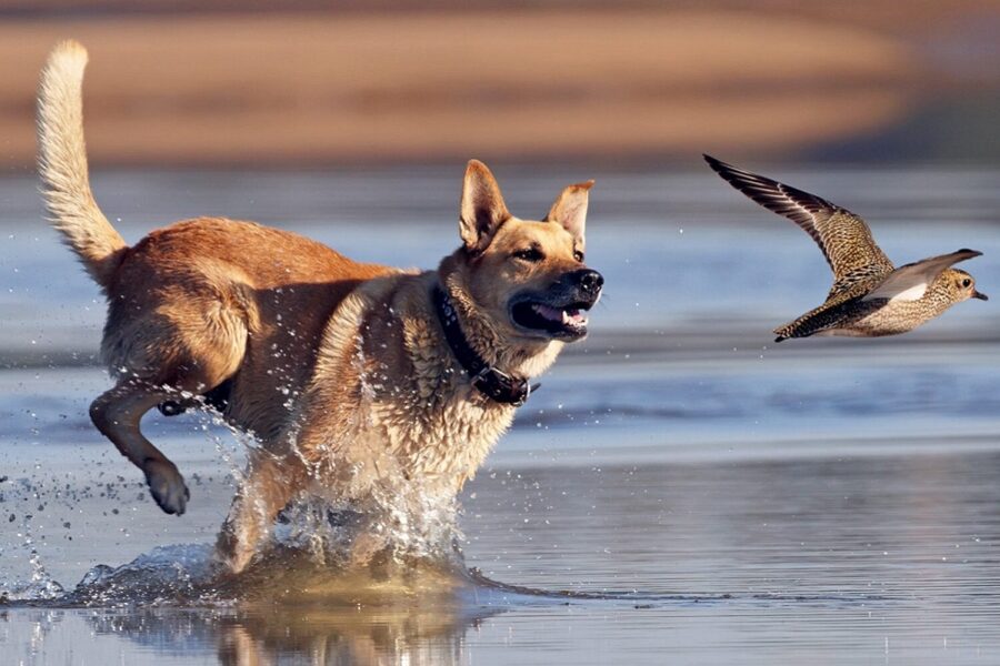 cane corre in riva al mare