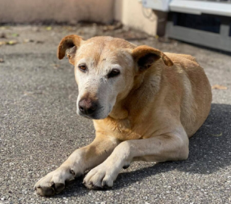 cane anziano biancone pelo chiaro