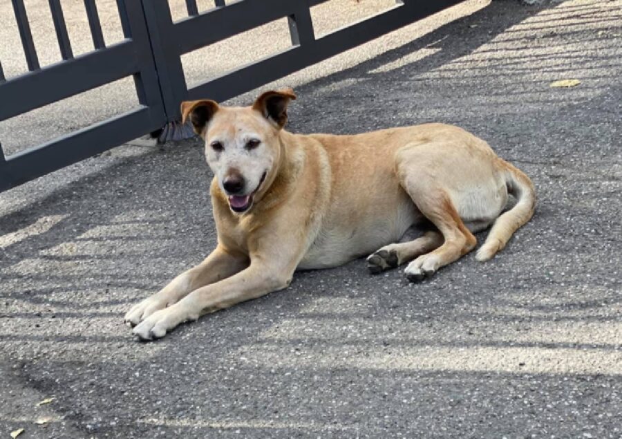 cane anziano riposa vicino cancellata