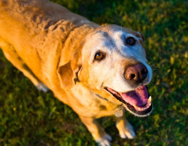 Giarre, promessa lauta ricompensa per chiunque ritrovi l’anziano cane Biancone