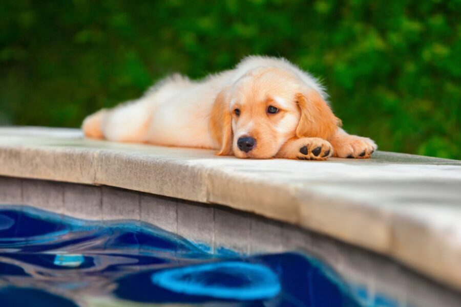 cucciolo di golden retriever si annoia