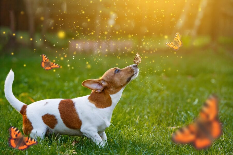 cucciolo di jack russell