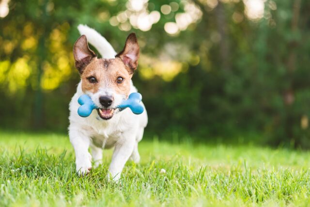 Quali sono i giochi da portare per il cucciolo di cane in vacanza?