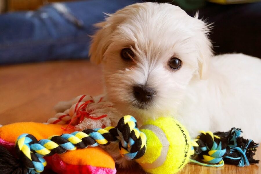 cucciolo di cane bianco