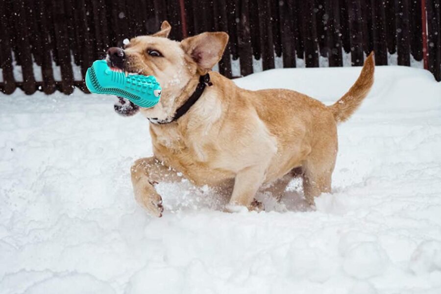 cane che gioca sulla neve