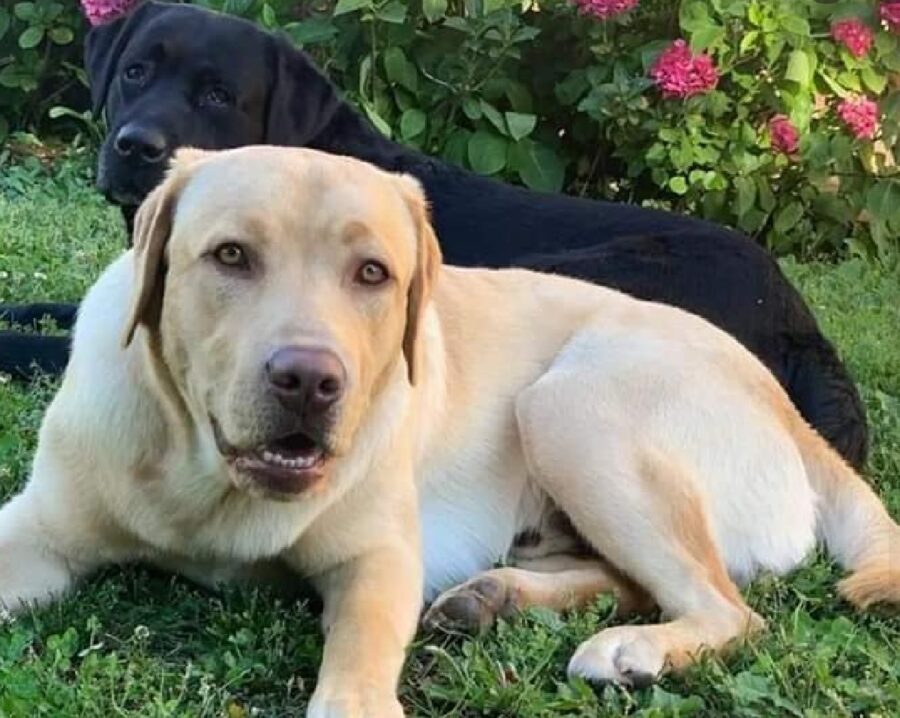 cani labrador insieme giardino