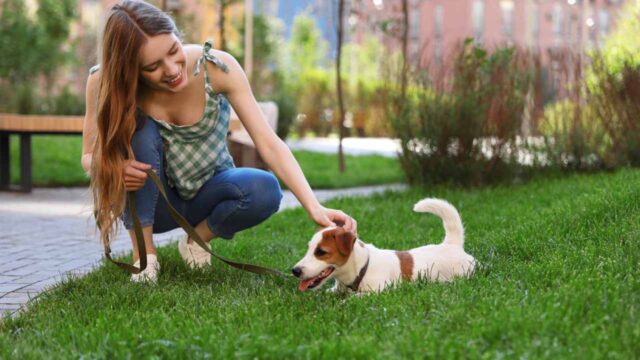 5 guinzagli per cani, i migliori per le passeggiate di Fido